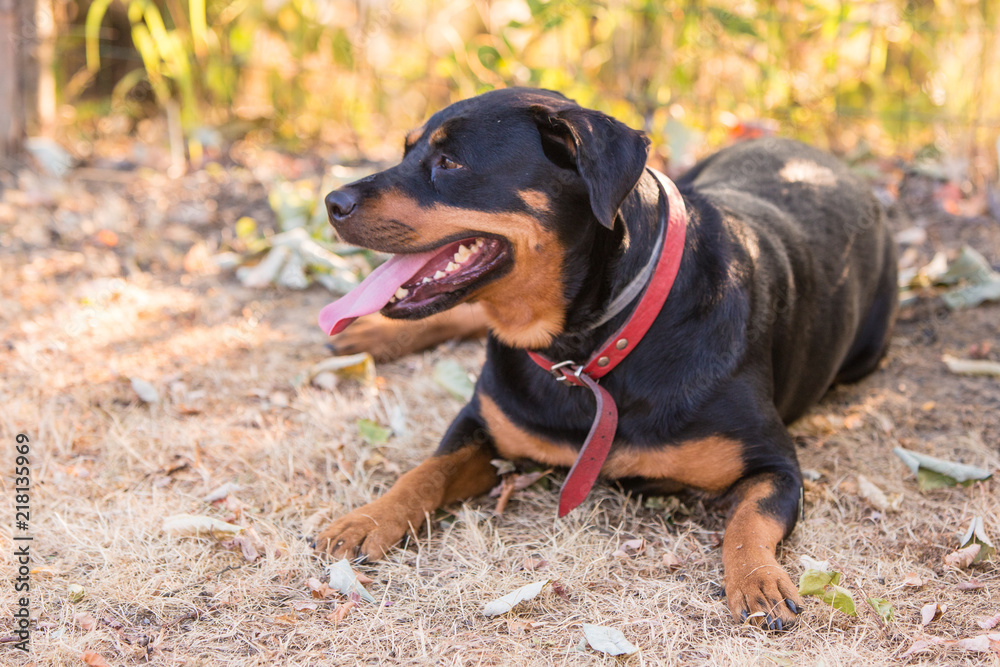 Portrait of beauceron dog living in belgium Portrait of beauceron dog living in belgium
