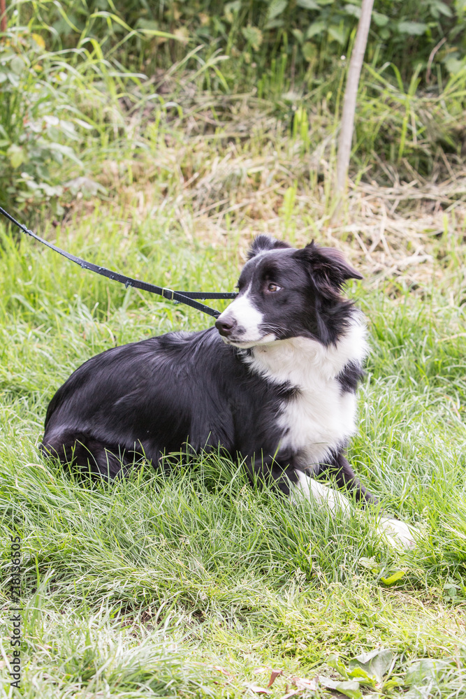 Portrait of border collie dog living in belgium Portrait of border collie dog living in belgium