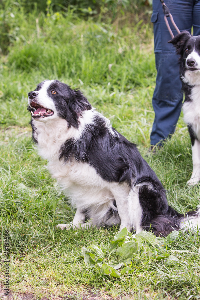 Portrait of border collie dog living in belgium Portrait of border collie dog living in belgium