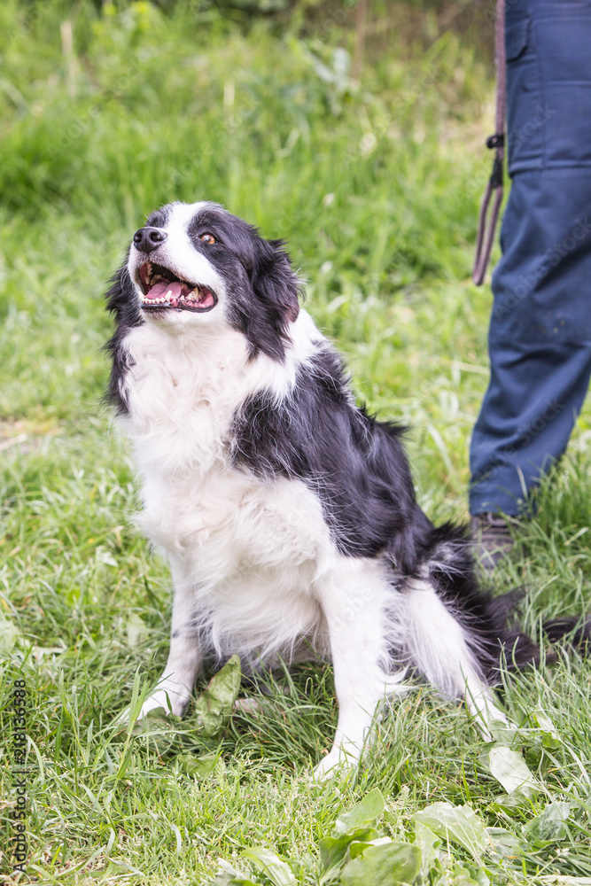 Portrait of border collie dog living in belgium