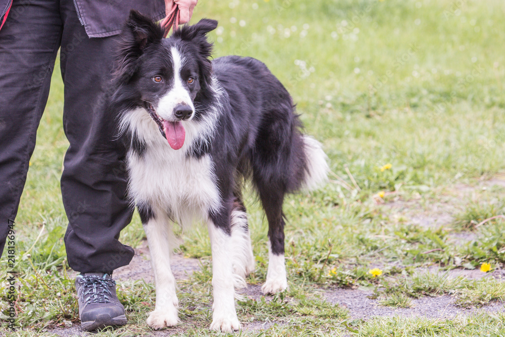 Portrait of border collie dog living in belgium