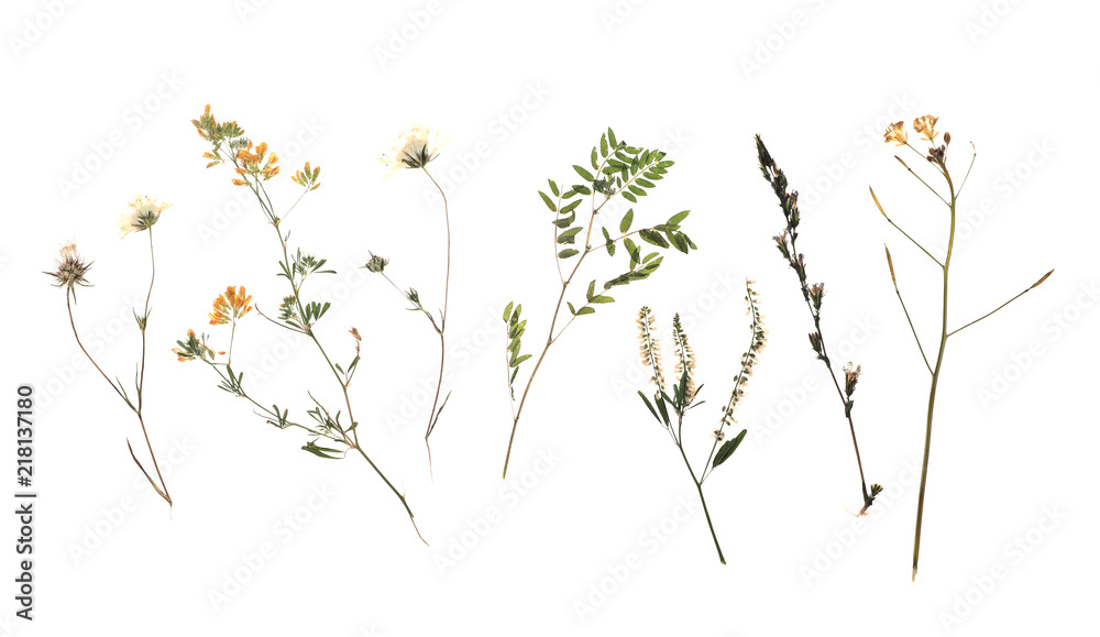 Fototapeta premium Dried meadow flowers on white background, top view