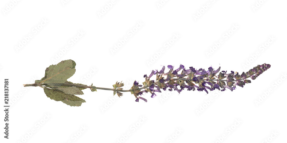 Dried meadow flower on white background, top view Dried meadow flower on white background, top view