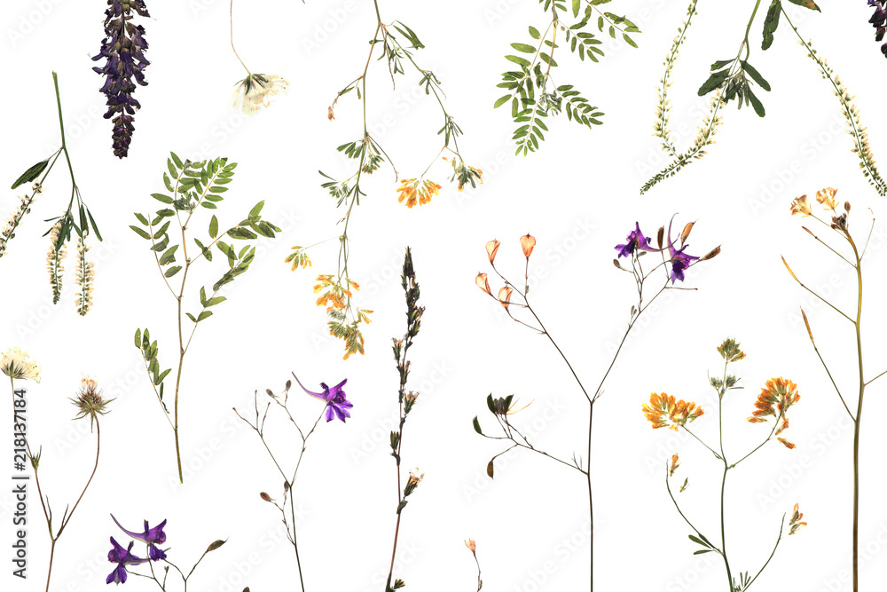 Dried meadow flowers on white background, top view