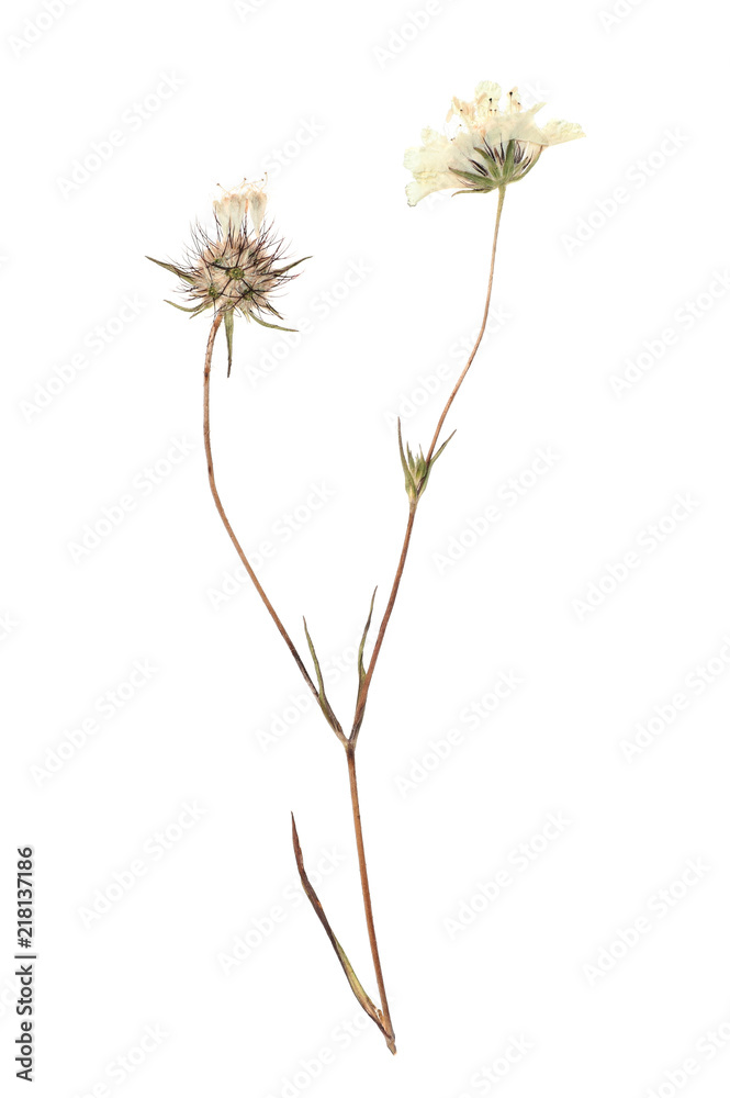 Dried meadow flowers on white background, top view Dried meadow flowers on white background, top view