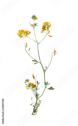 Dried meadow flowers on white background  top view