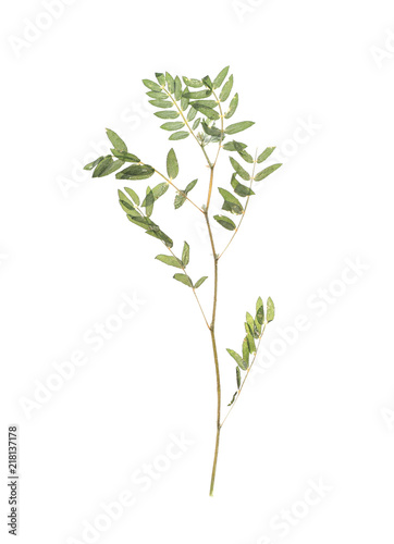 Dried branch with foliage on white background  top view