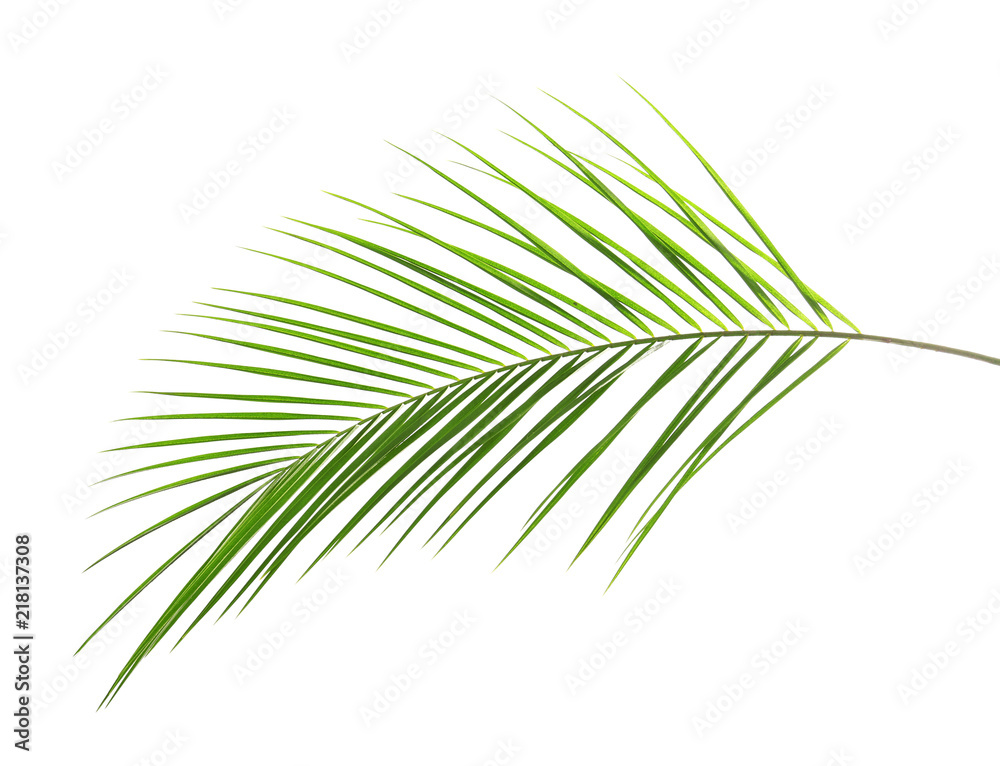 Fototapeta premium Fresh tropical date palm leaf on white background