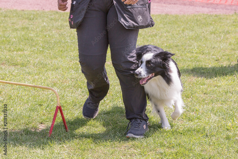 Portrait of border collie dog living in belgium Portrait of border collie dog living in belgium
