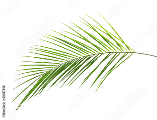 Fresh tropical date palm leaf on white background