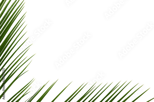 Fresh tropical date palm leaves on white background  top view