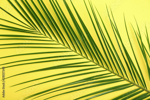Fresh tropical date palm leaf on color background  top view