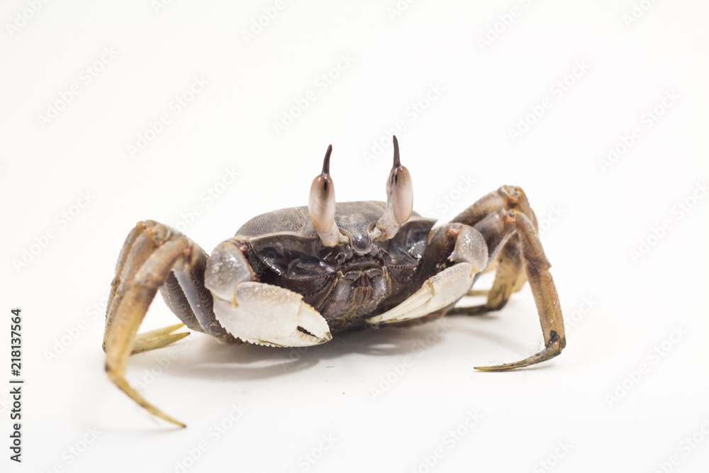 White background Horn-eyed ghost crab Ocypode ceratophthalmus form Phuket Thailand