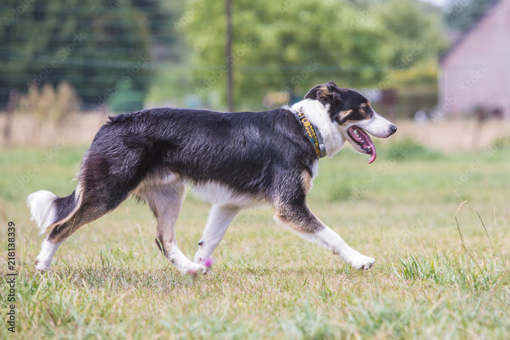 Portrait of border collie dog living in belgium Portrait of border collie dog living in belgium