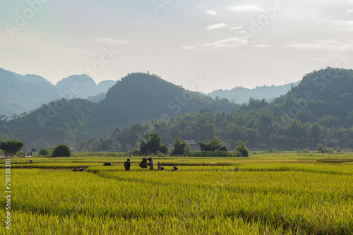 Harvesting in Mai Chau's Rice Fields (Landscape) photo