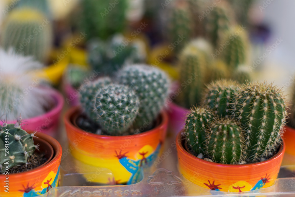 Cactus plants in small pots 