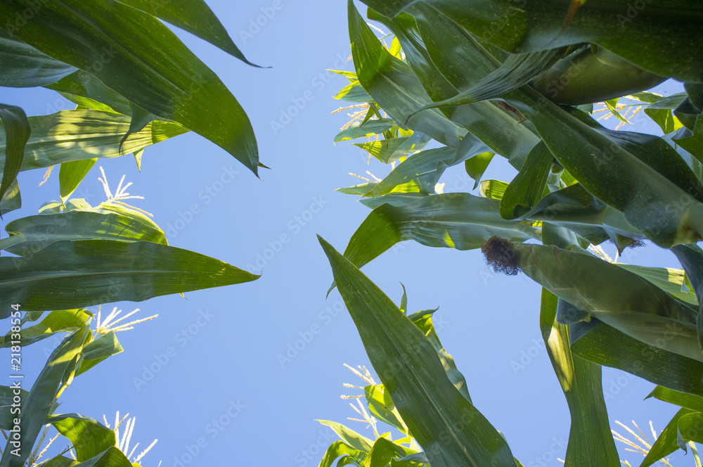 Obraz premium Cornfield ground view, Extremadura, Spain