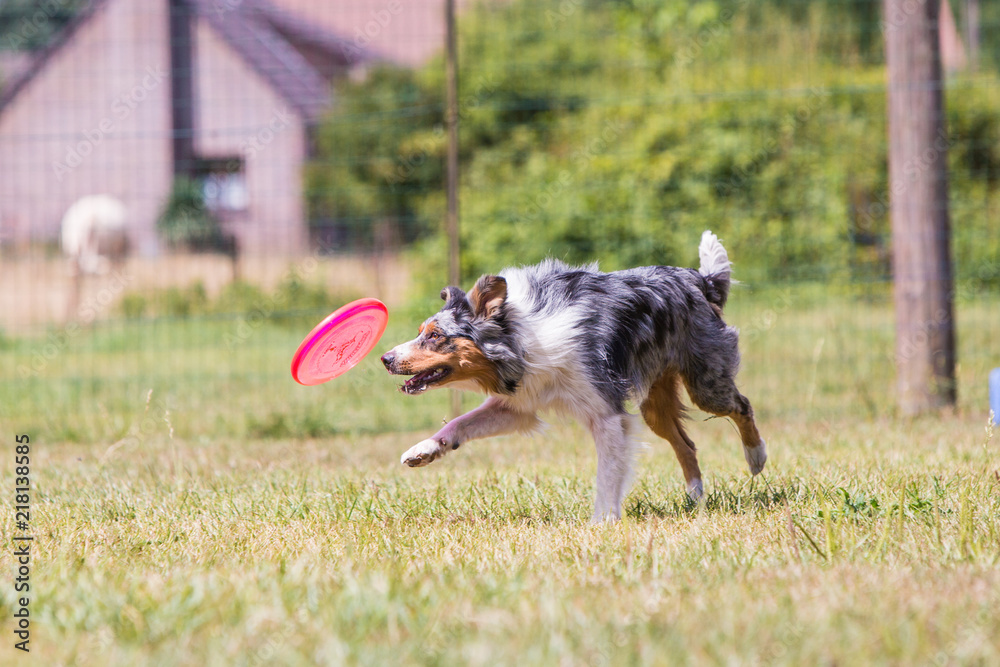 Portrait of border collie dog living in belgium Portrait of border collie dog living in belgium