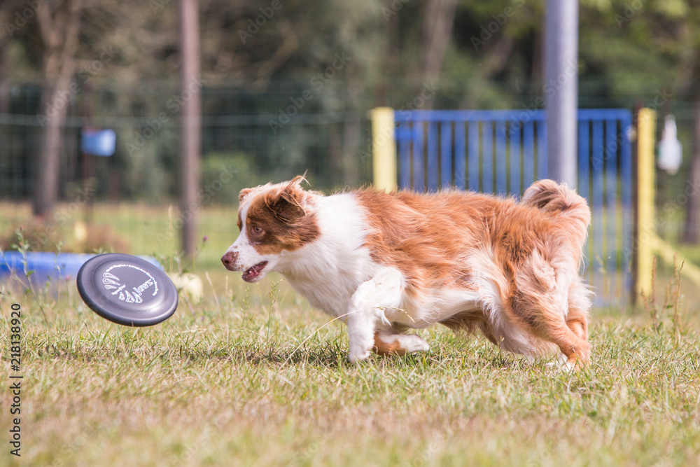 Portrait of border collie dog playing fresbee Portrait of border collie dog playing fresbee