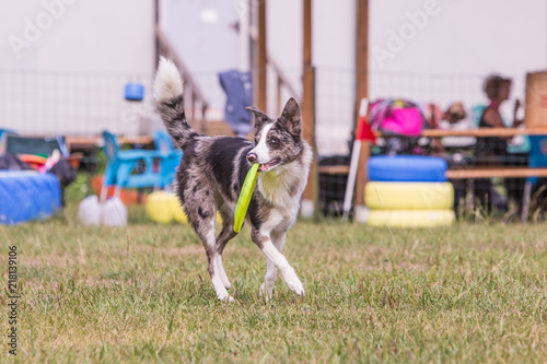 Portrait of border collie dog playing fresbee  photo
