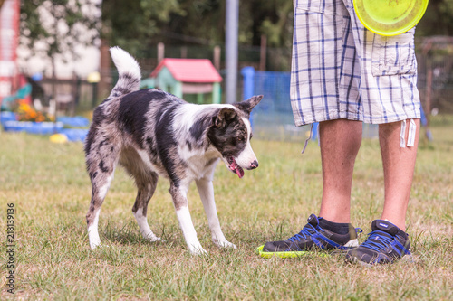 Portrait of border collie dog playing fresbee 