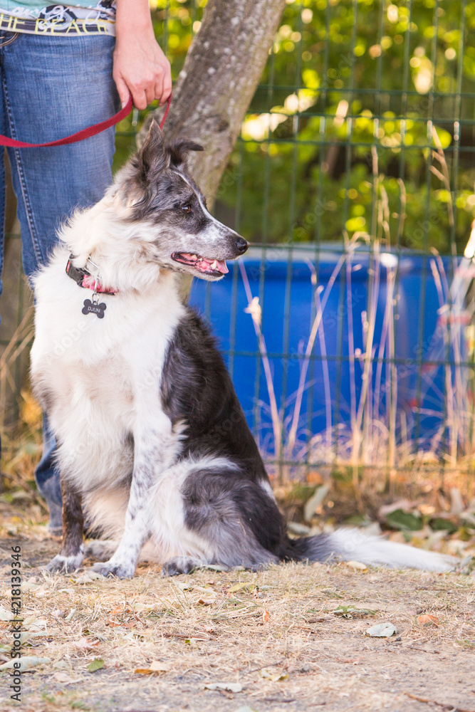 Obraz premium Portrait of border collie dog living in belgium