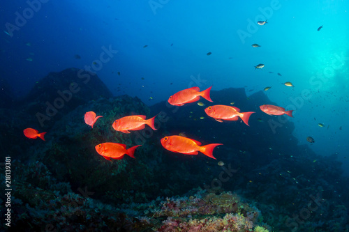 Colorful Big Eye fish patrolling a tropical coral reef at dawn