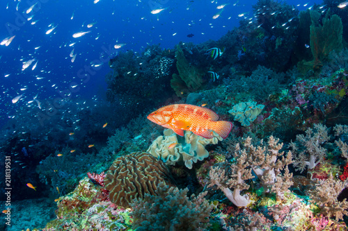 Colorful Coral Grouper and other tropical fish on a beautiful tropical coral reef