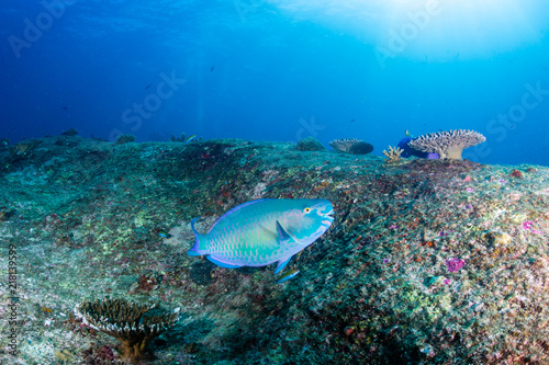 A colorful Parrotfish on a tropical coral reef