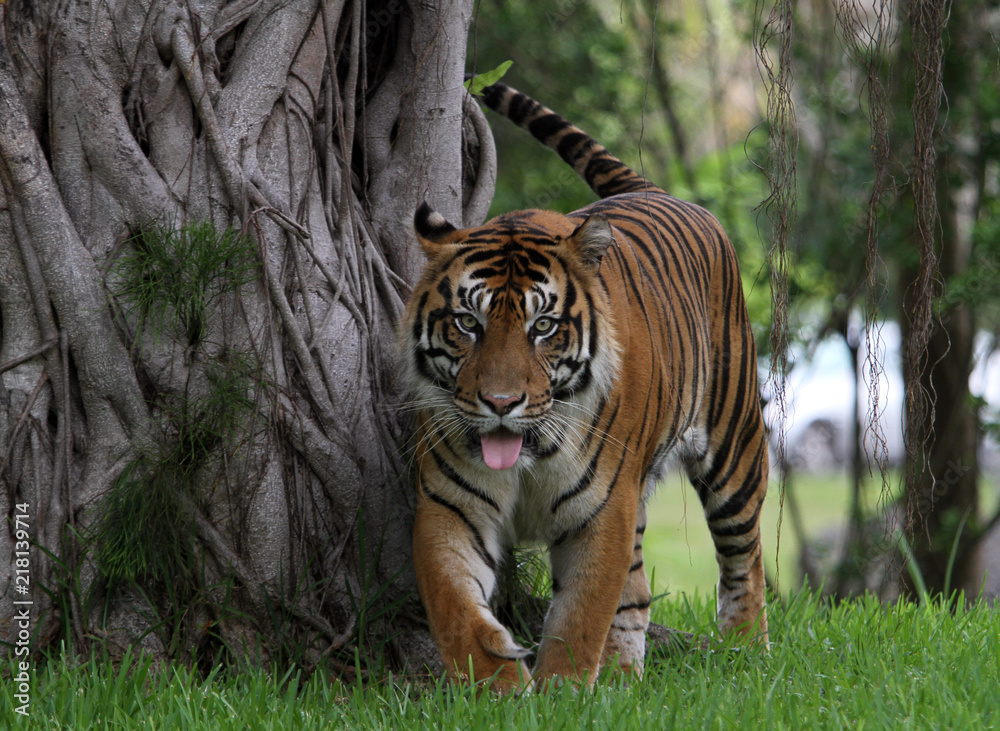 Obraz premium Siberian Tiger