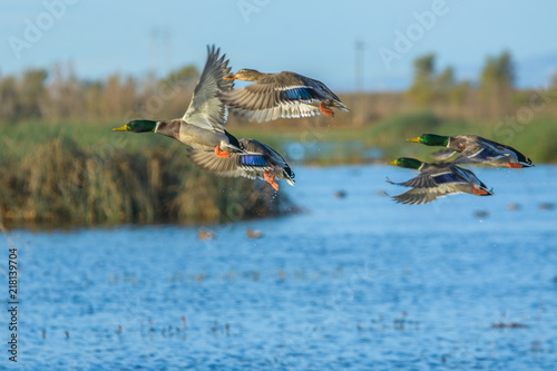 Flock of flying colorful ducks