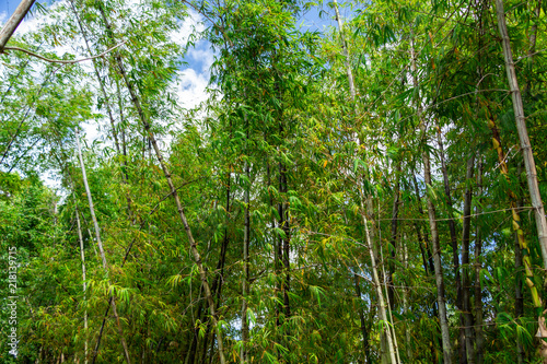 Bamboo grove with blue sky in background - Florida, USA