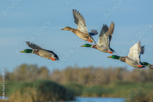 Flying birds in sunlight
