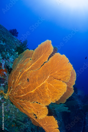 A beautiful, delicate seafan on a colorful tropical coral reef