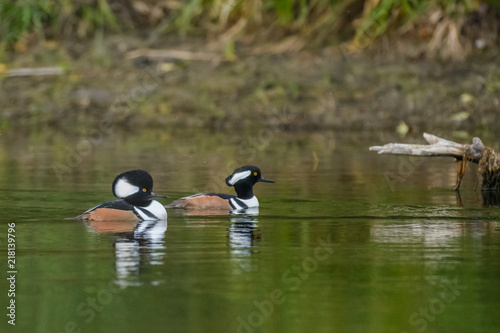 Hooded merganser ducks swimming in pond