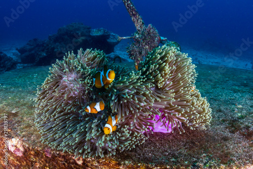 Fototapeta A family of False Clownfish in a beautiful purple anemone on a tropical coral re