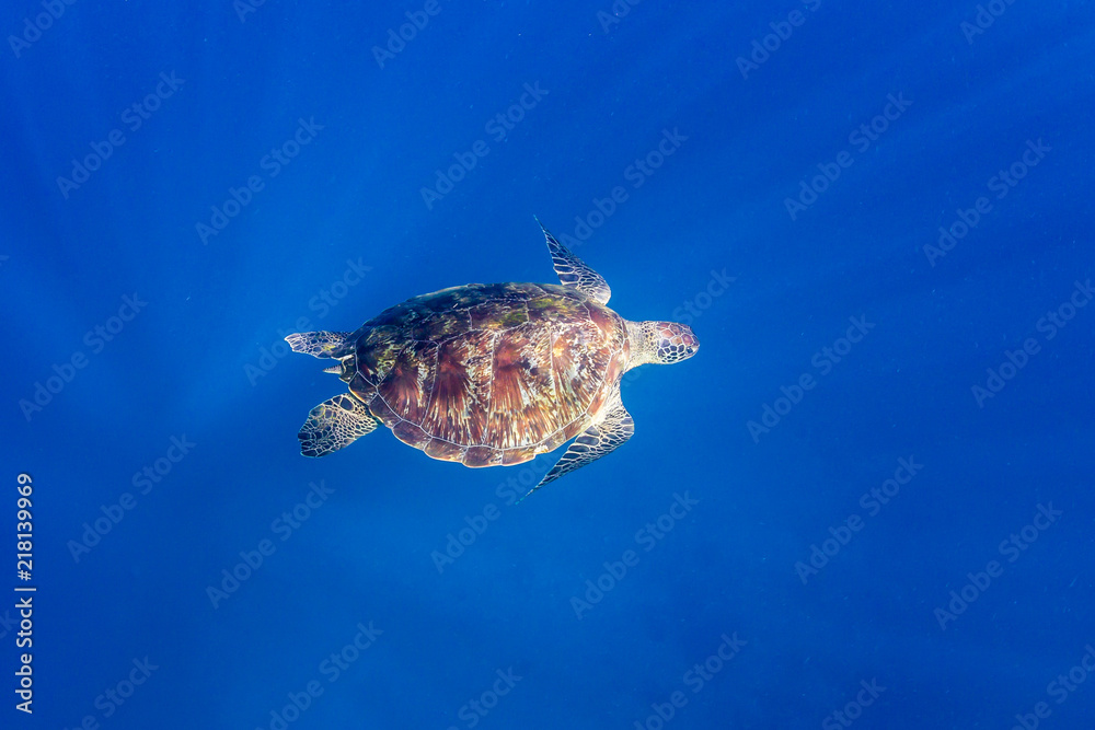 A beautiful Sea Turtle swimmig near the surface of a warm, blue ocean A beautiful Sea Turtle swimmig near the surface of a warm, blue ocean