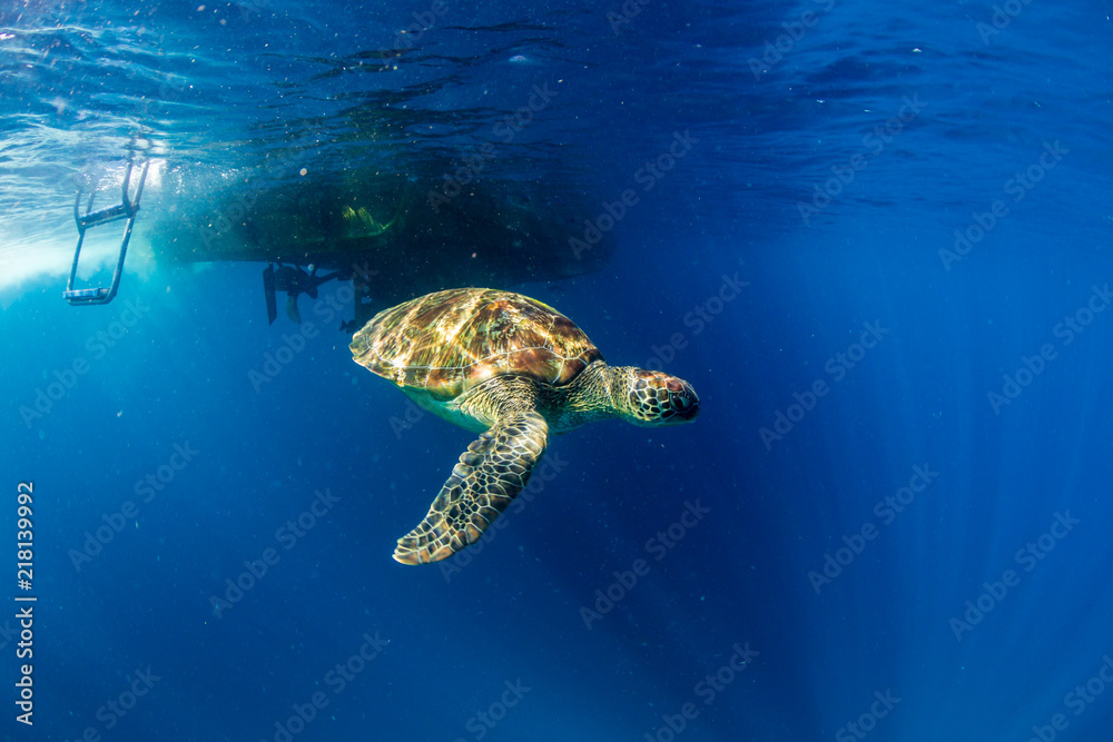 A beautiful Sea Turtle swimmig near the surface of a warm, blue ocean A beautiful Sea Turtle swimmig near the surface of a warm, blue ocean