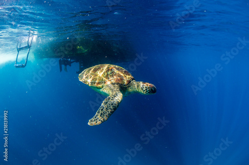 A beautiful Sea Turtle swimmig near the surface of a warm  blue ocean
