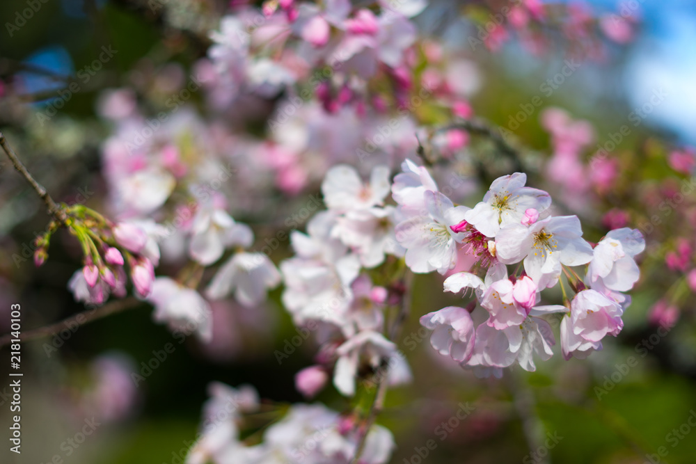 cherry blossoms in March