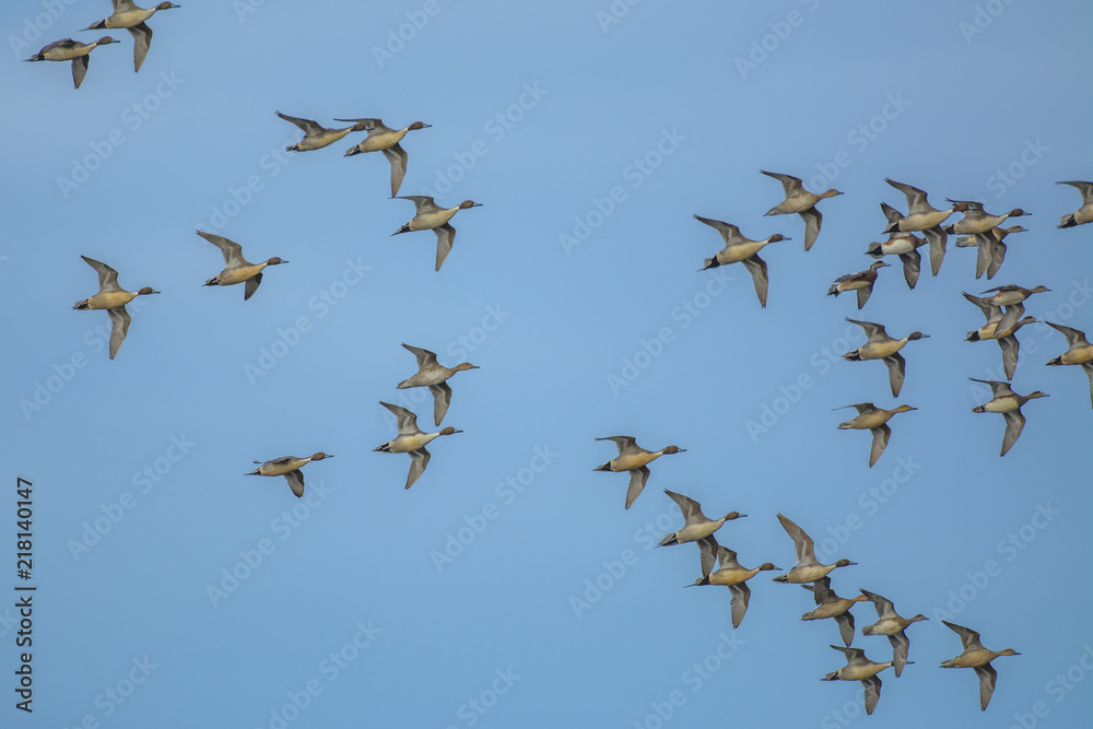 Fototapeta premium Flock of birds in sky