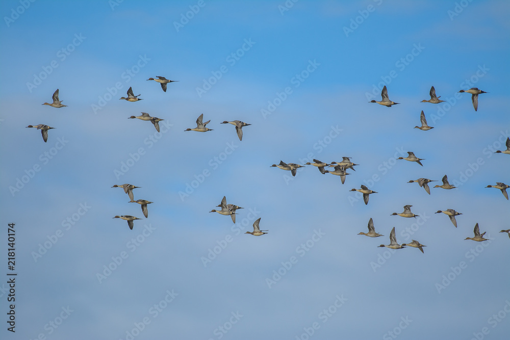Flock of migrating birds