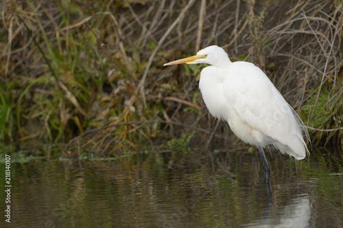 Great egret standing near shore