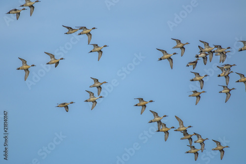 Flock of birds in sky © MikeFusaro