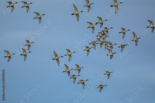 Flock of wild birds in sky © MikeFusaro