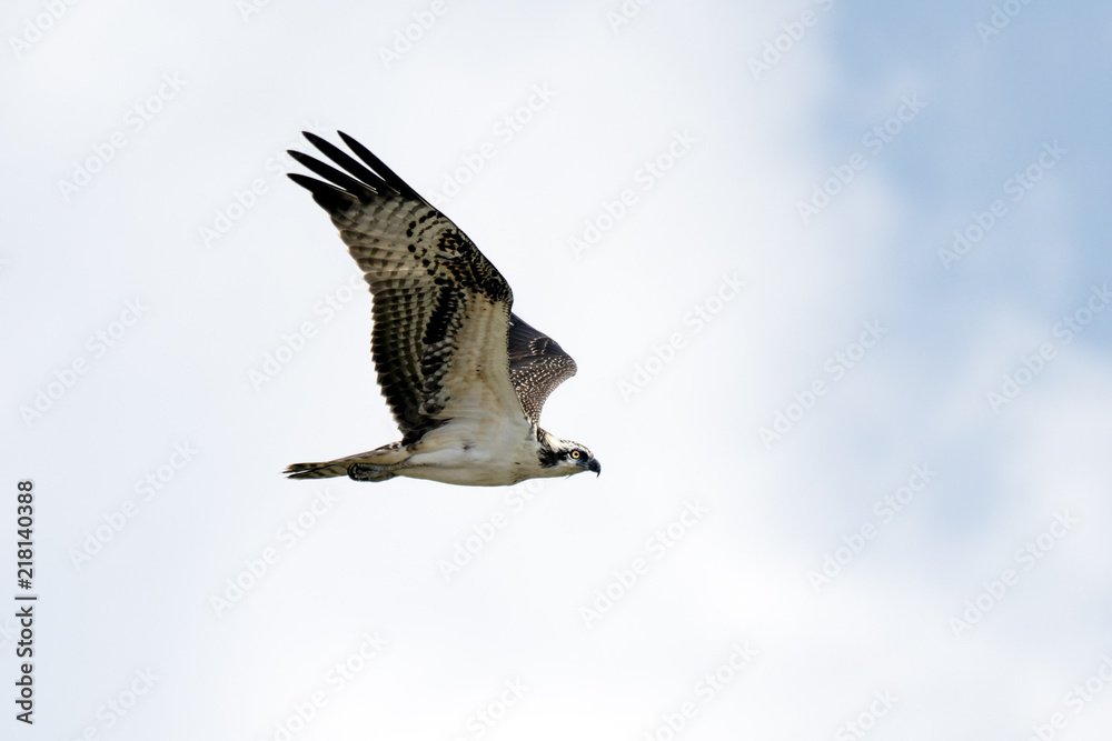 Osprey in flight Osprey in flight