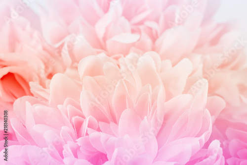 Chrysanthemum flowers in soft pastel color and blur style for background