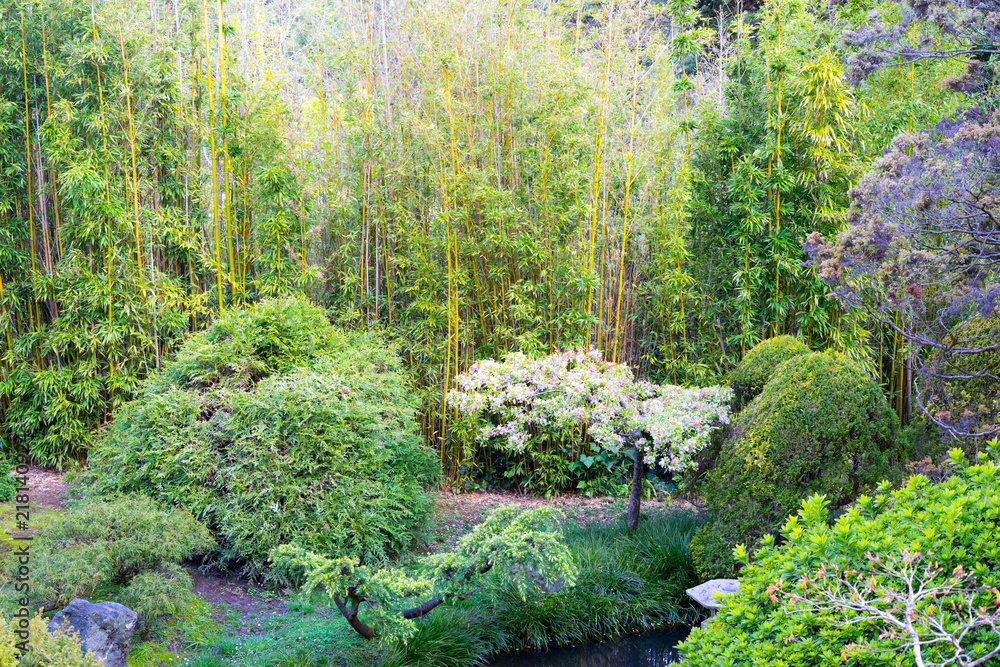 Fototapeta premium Plant in Japanese Tea Garden