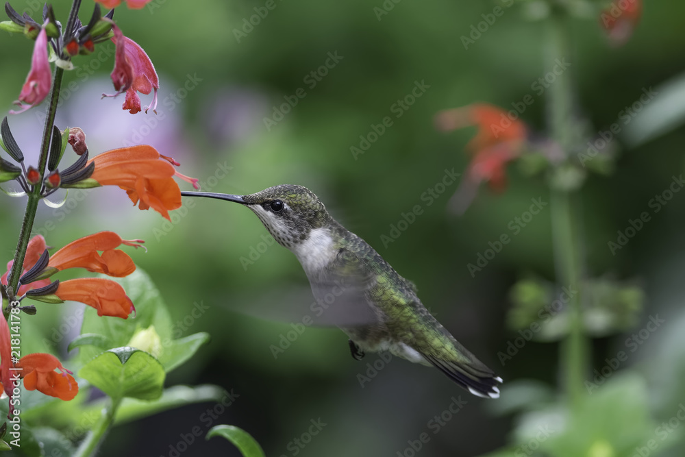 Obraz premium Fairy Queen