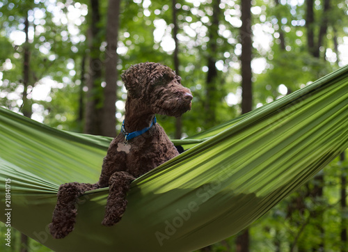 Photography Brown curly haired Australian Labradoodle dog sitting in green hammock in the fo